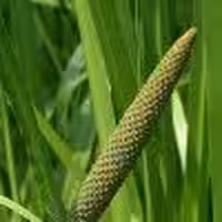 گل اگیر ترکی