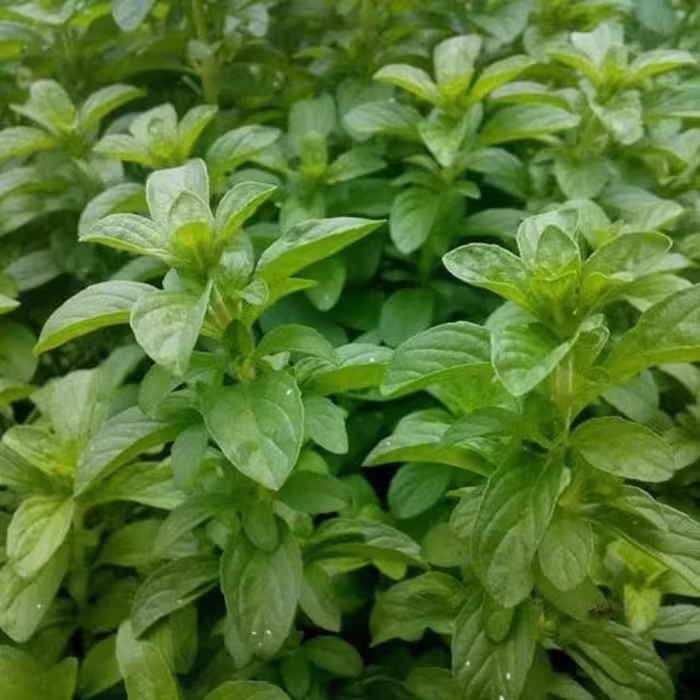 بذر خالواش (کوت کوته)