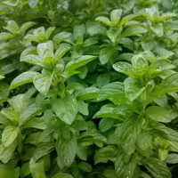 بذر خالواش (کوت کوته)
