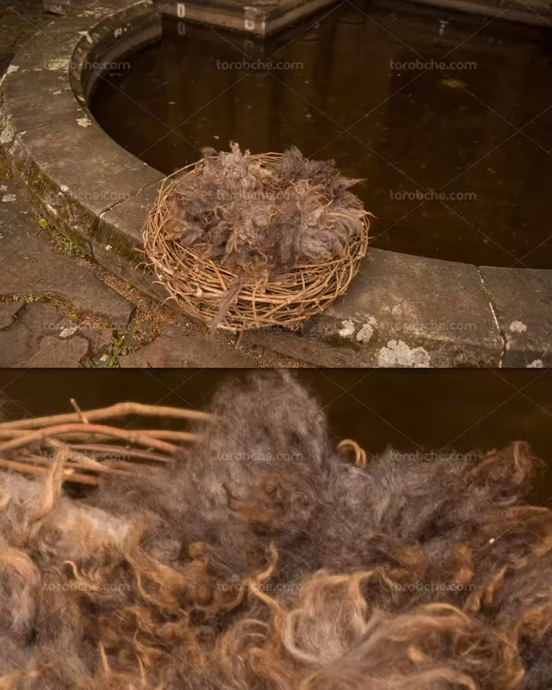 بک دراپ عکاسی نوزاد لانه پرنده | گرافیک با طعم تربچه