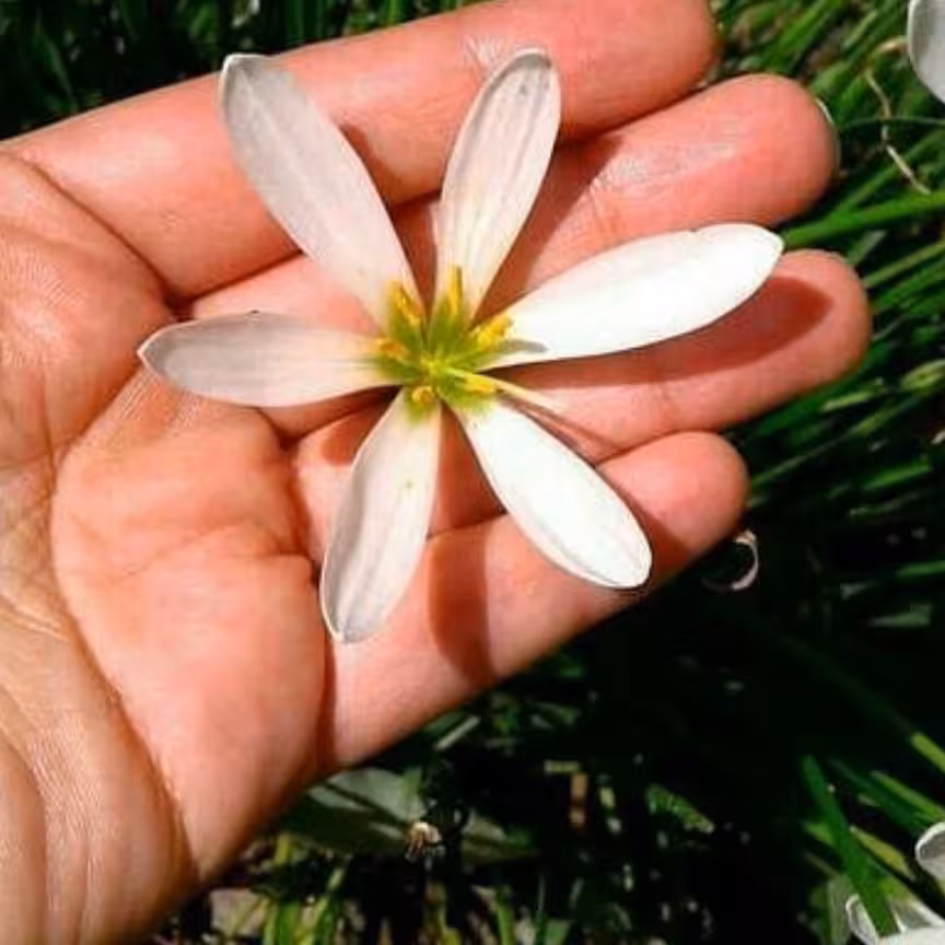 سوسن بارانی سفید سه عدد پیاز