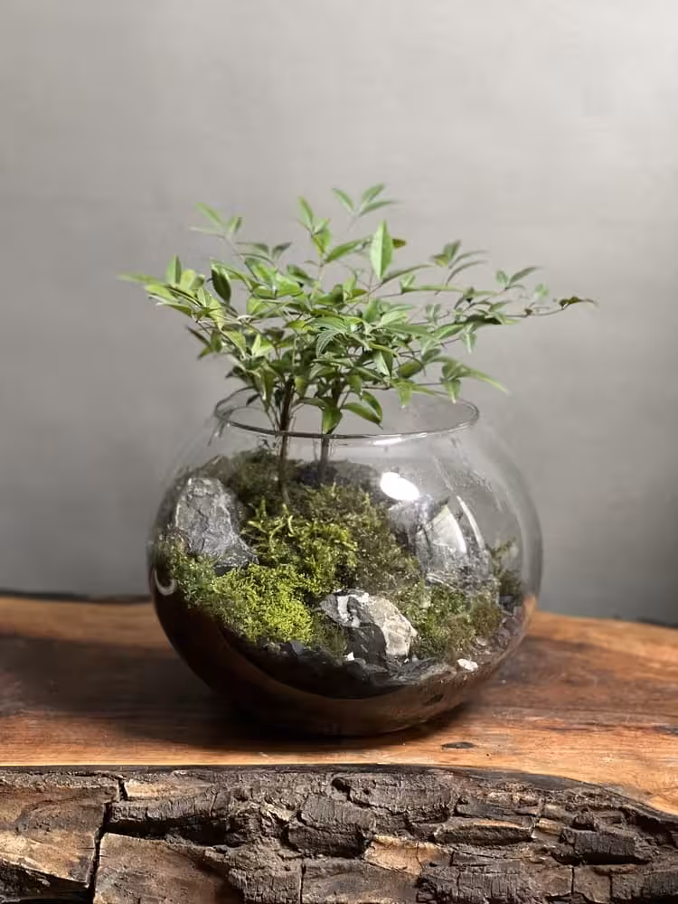 تراریوم بنسای ناندینا   خزه آمازونیا | خرید آنلاین 🌱 فروشگاه آنلاین پلنت لند تهران