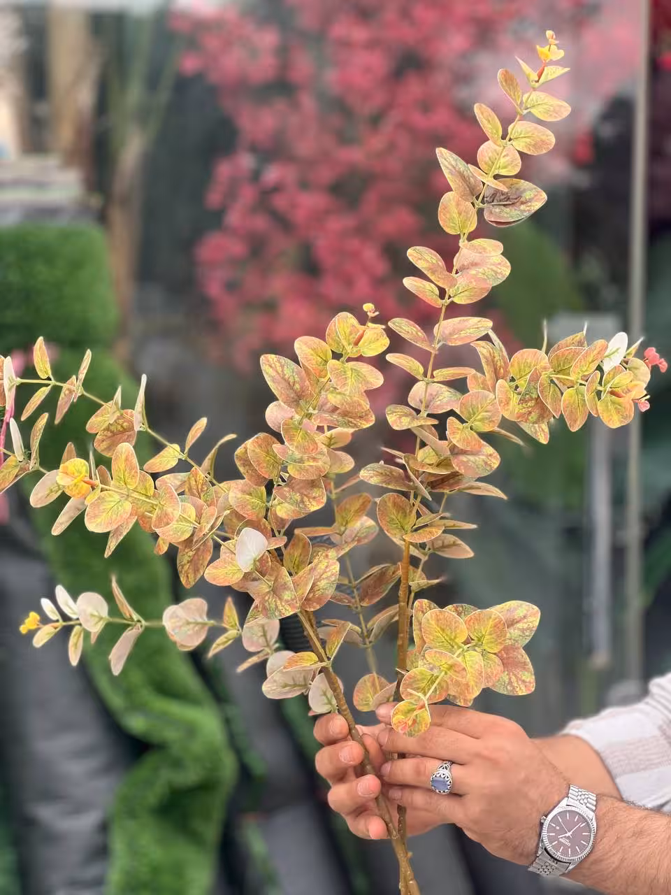 اکالیبتوس دورنگ لمسی