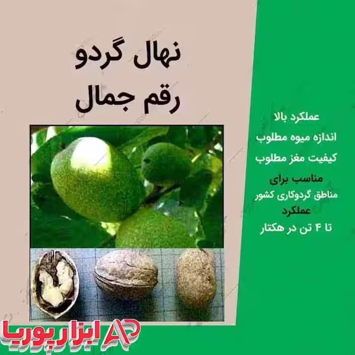 نهال گردو جمال