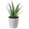 بوته ساکولنت‌ 6 سانتی ایکیا مدل Ikea FEJKA 805.197.67