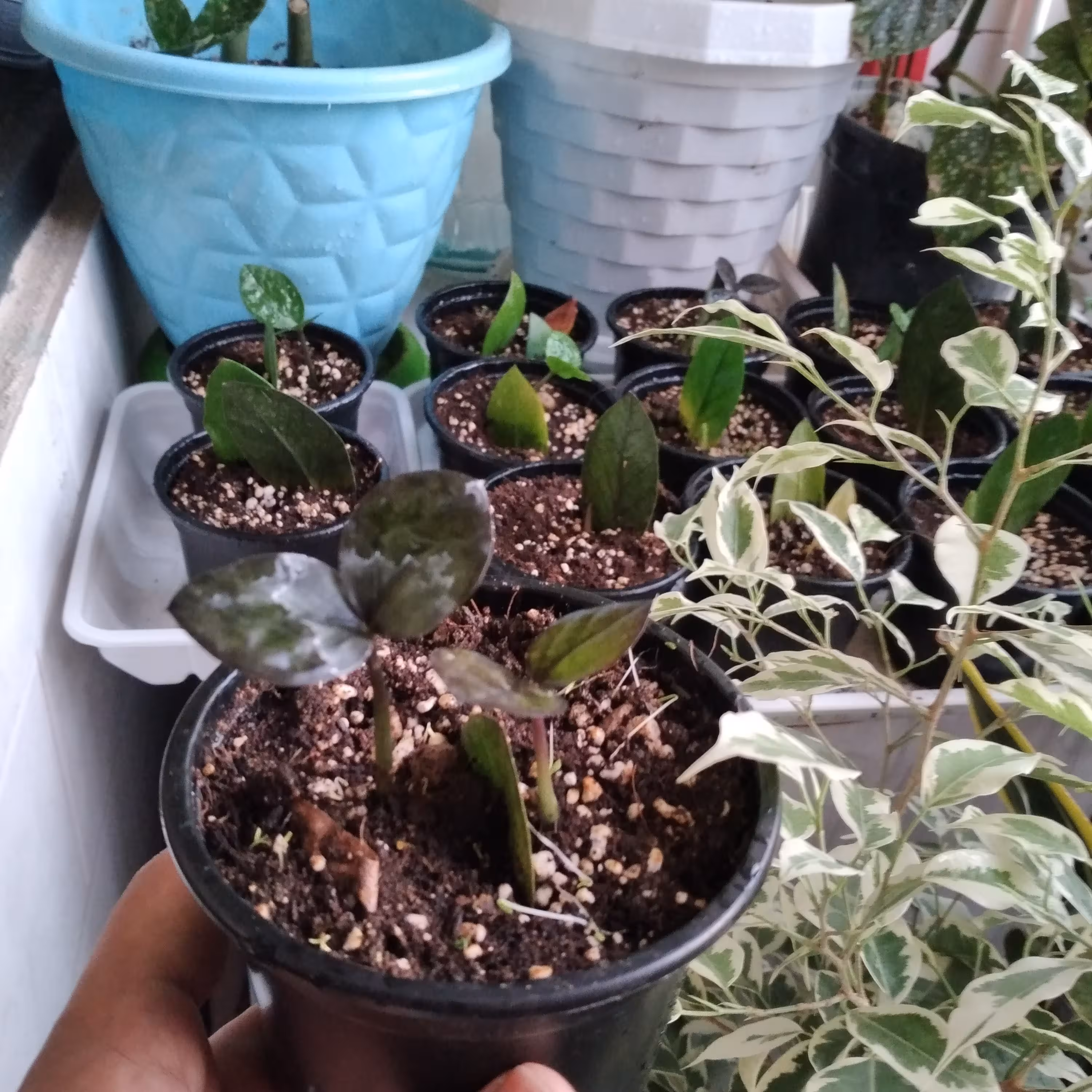 گل و گلدان زامفولیا 4 ماهه جوانه زده بلک و سبز کاملا شاداب 