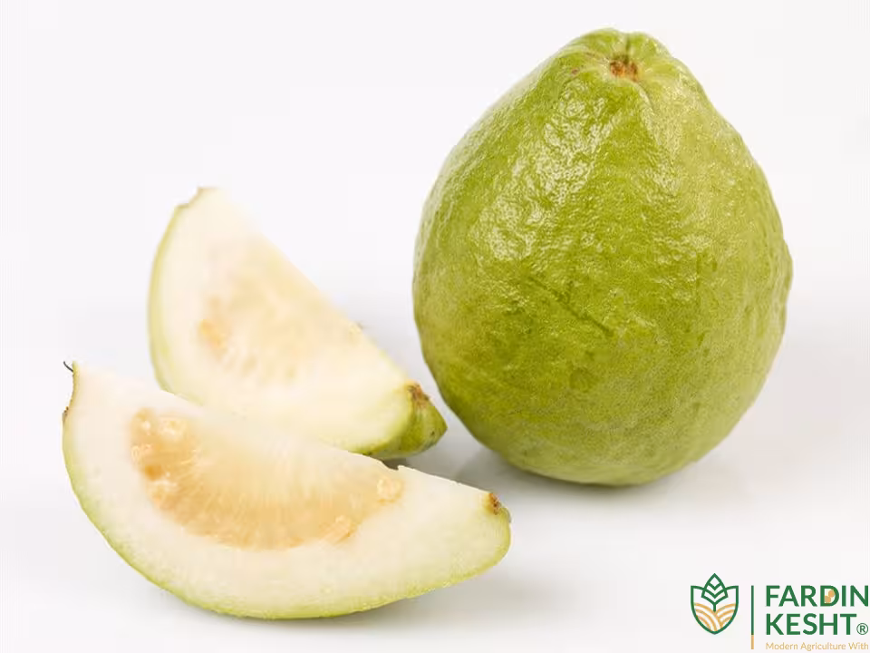 بذر گواوا کینگ فوق درشت تایلندی بسته 5 عددی