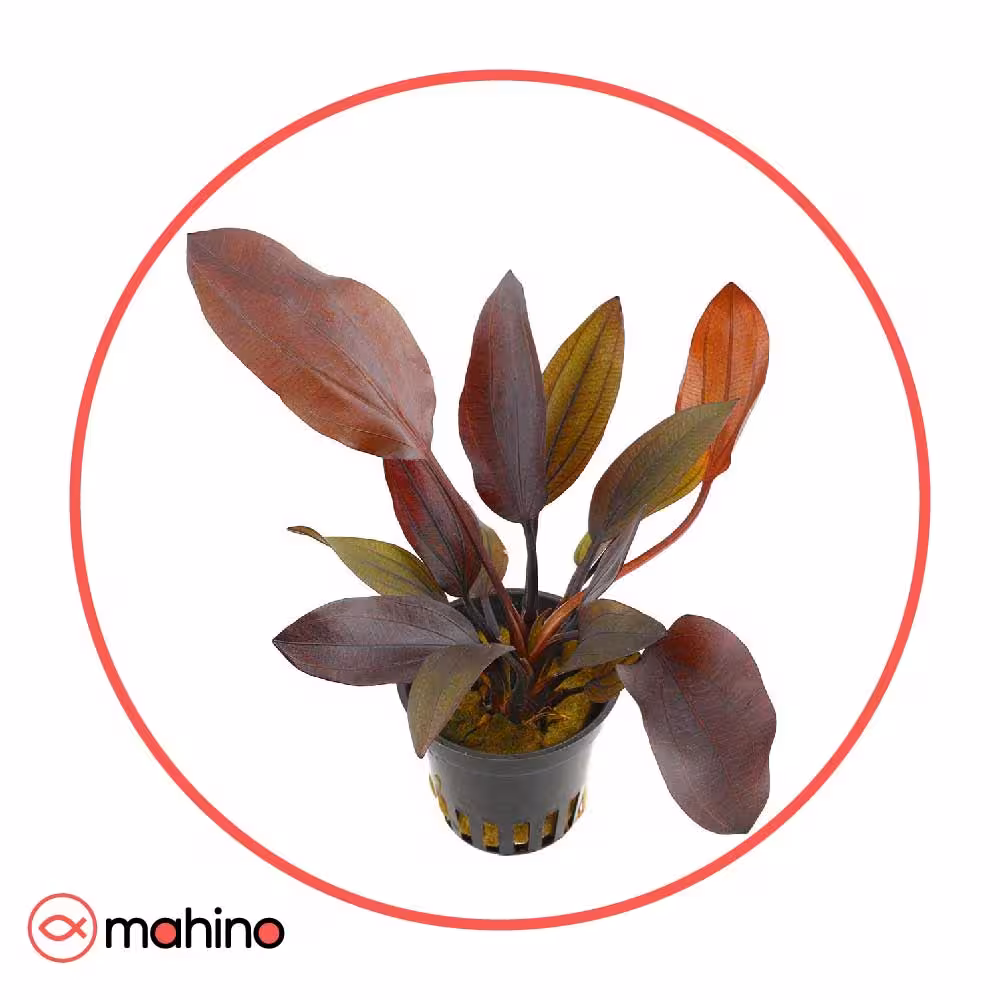 گیاه آکواریومی اچینودوروس آفلامه