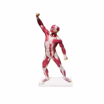 بازی آموزشی مدل مولاژ عضلات بدن