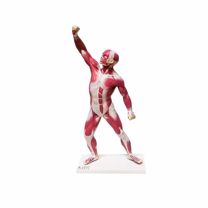 بازی آموزشی مدل مولاژ عضلات بدن