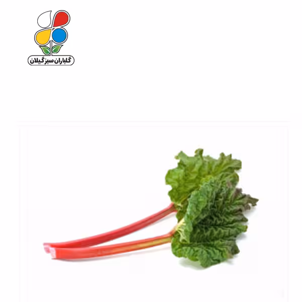 بذر ریواس بسته بندی بزرگ