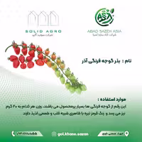 بذر گوجه فرنگی آذر پاکت 1000 عددی