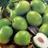 هسته سدر