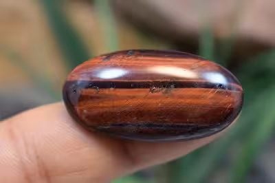 چشم ببر قرمز