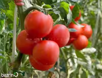 بذر گوجه فرنگی درختی F1