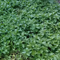 نعناع فلفلی خوش طعم و تند و سبز  