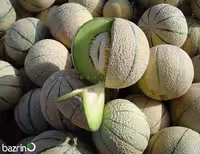 بذر طالبی گوشت سبز