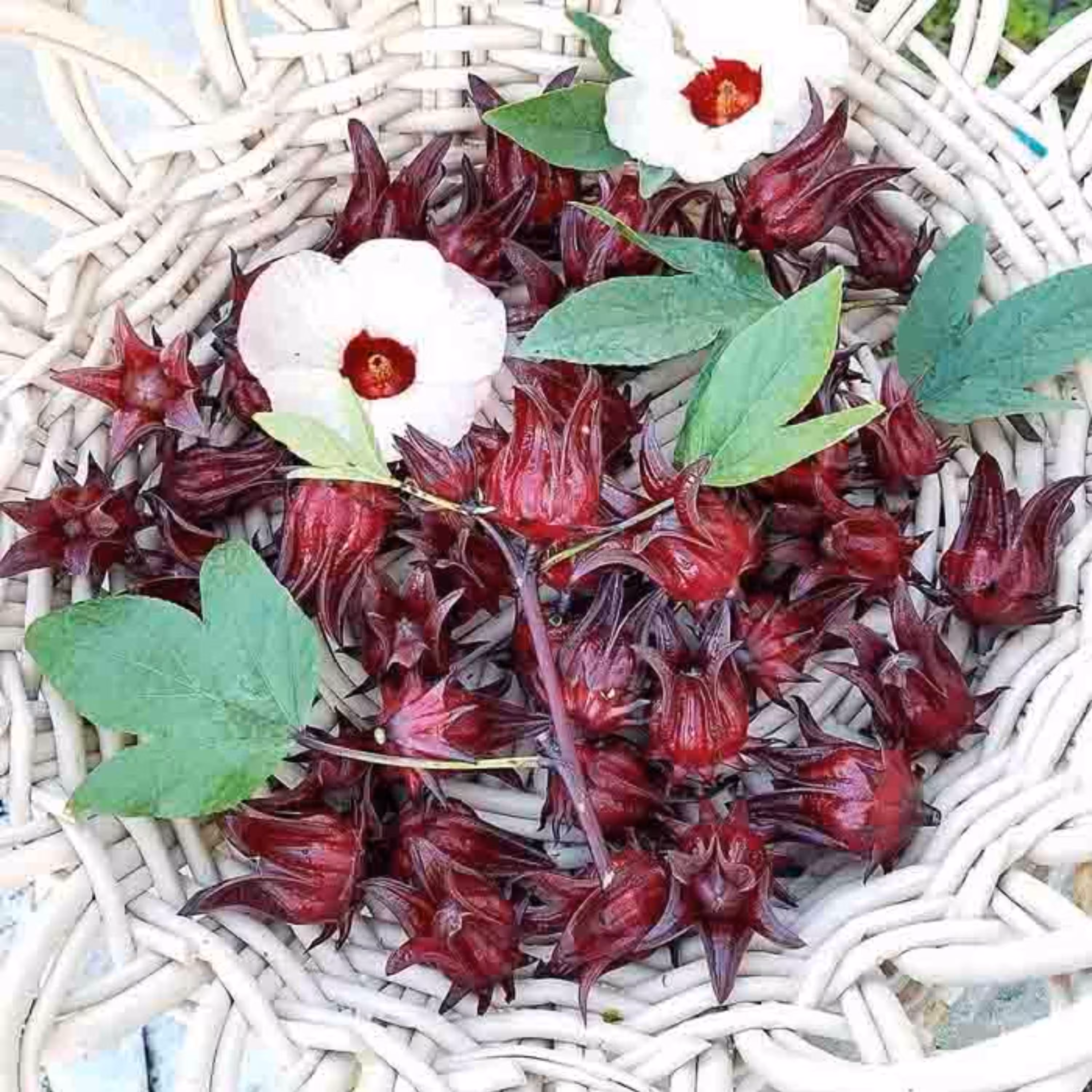 بذر چای ترش قرمز یا رز چینی بسته 50 عددی