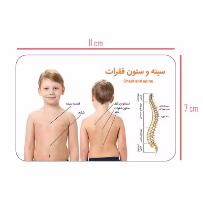 فلش کارت آموزش آموزشی آشنایی با بدن انسان انتشارات اندیشه کهن