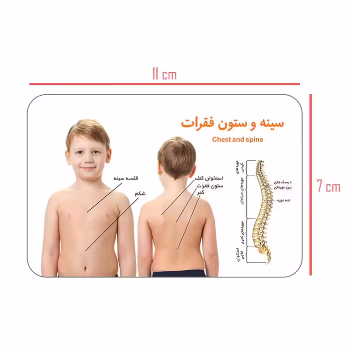 فلش کارت آموزش آموزشی آشنایی با بدن انسان انتشارات اندیشه کهن