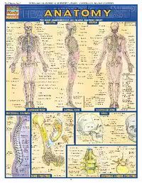 خرید و دانلود نسخه کامل کتاب BarCharts QuickStudy Anatomy