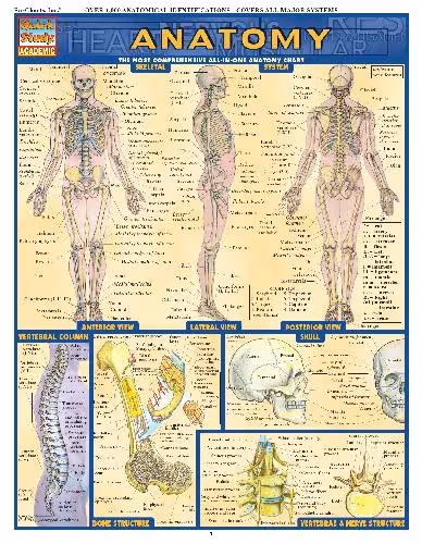 خرید و دانلود نسخه کامل کتاب BarCharts QuickStudy Anatomy