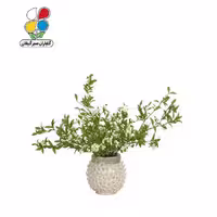بذر گل عروس بسته 3 عددی