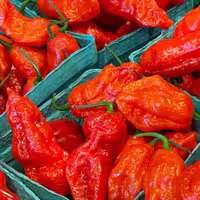 بذر فلفل تند و بسیار کمیاب شبح یا بوت جولیکا (Ghost Pepper)
