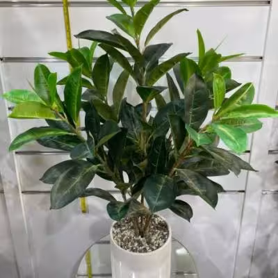 درختچه پنج شاخه برگ لمسی