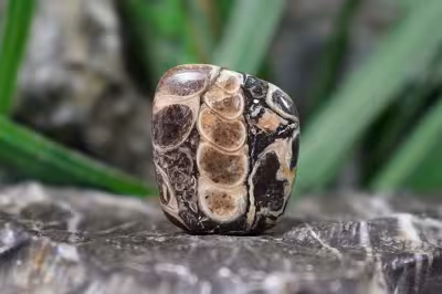 توریتلا اگات