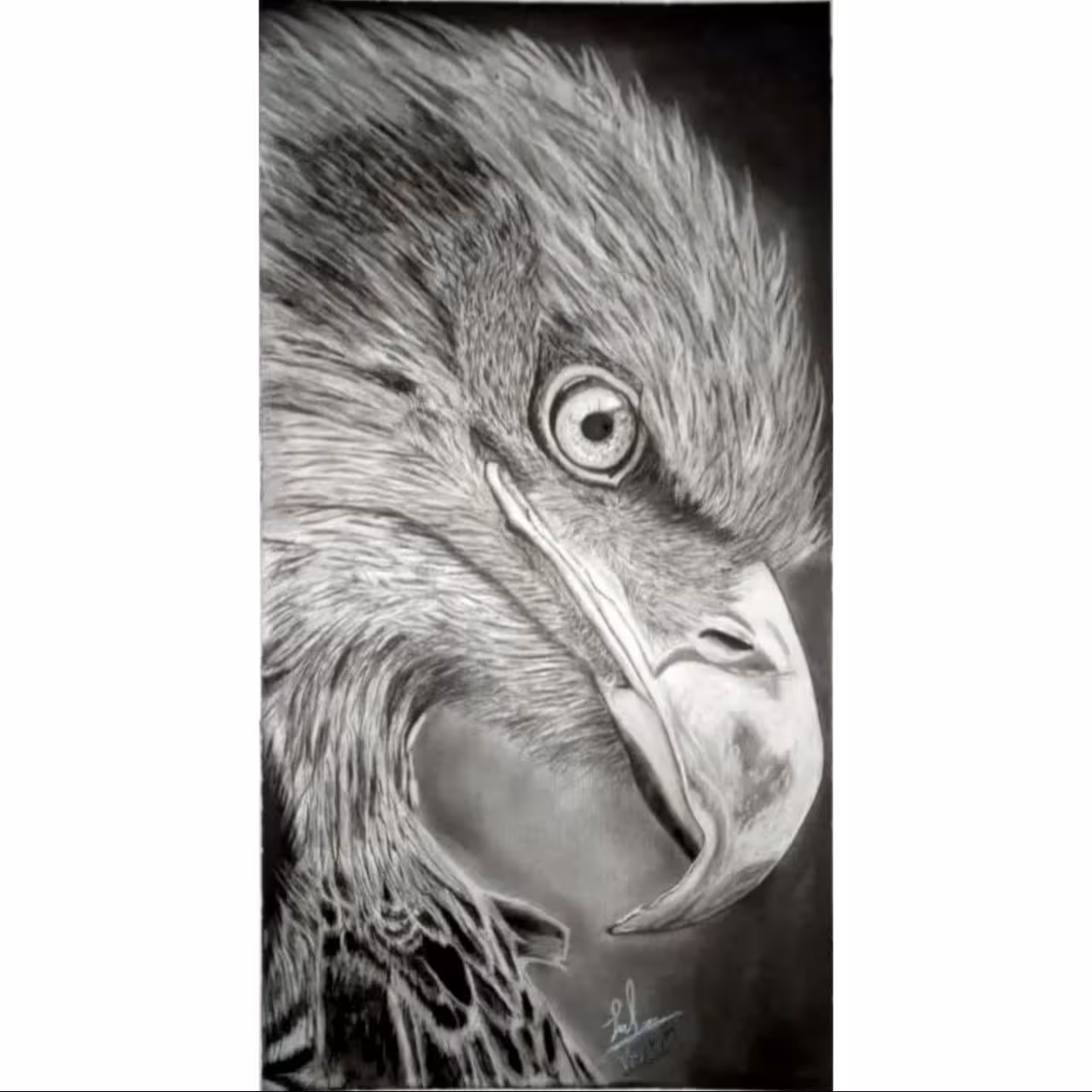   تابلو نقاشی سیاه قلم روی مقوای فابریانو مدل عقاب