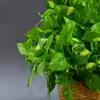 گل مصنوعی مدل بوته برگ لمسی طرح پتوس