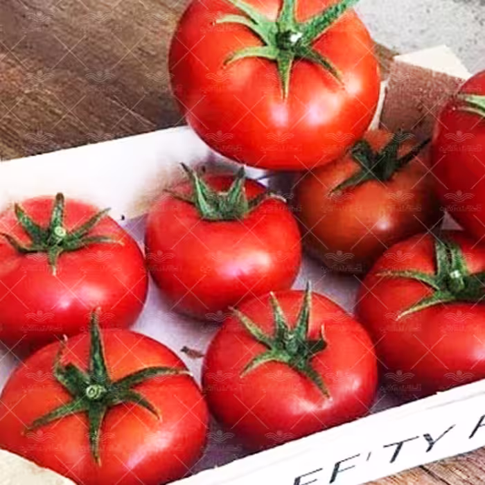 بذر گوجه پربار درختی مایا خانگی