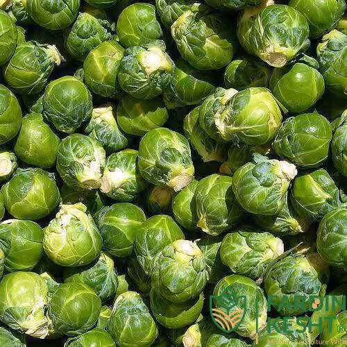 بذر کلم بروکسل پاکوتاه هیبرید بسته 30 عددی