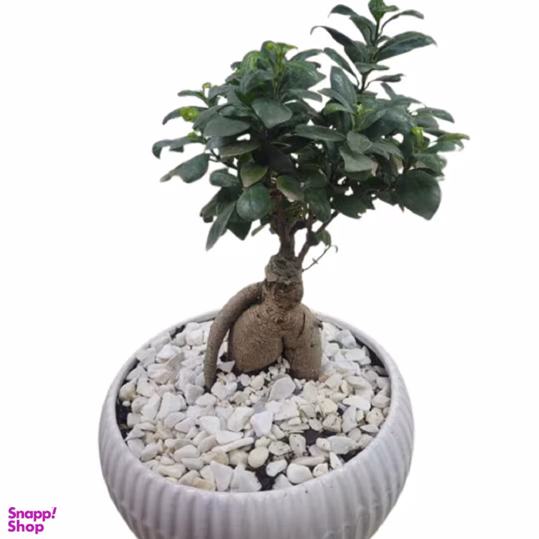گلدان بنسای بزرگ 8 ساله ارتفاع 20×40 سانتی متر