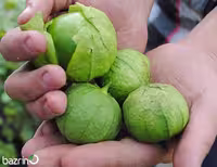 بذر فیسالیس سبز