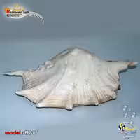 پوسته صدف دکوری کد B217