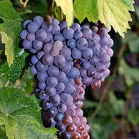 آموزش درختان میوه ریز دانه