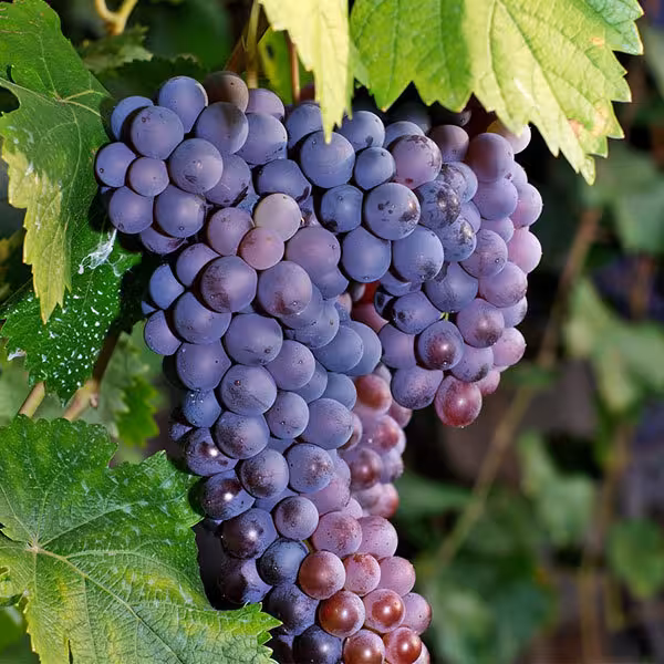 آموزش درختان میوه ریز دانه