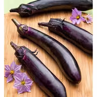 بذر بادمجان قلمی ژاپنی