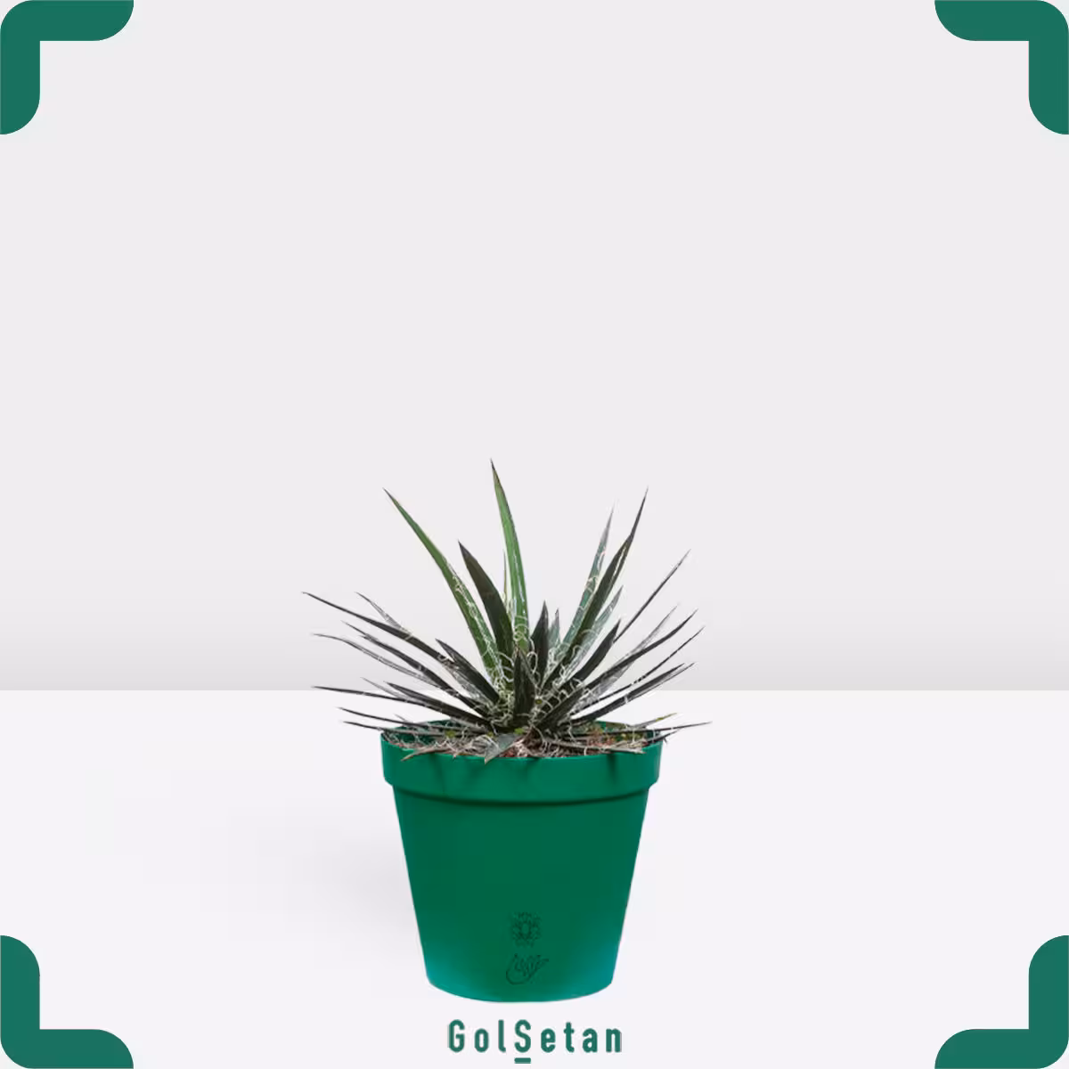 آگاو فیفلرا مویی