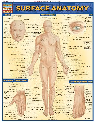 خرید و دانلود نسخه کامل کتاب BarCharts QuickStudy Surface Anatomy