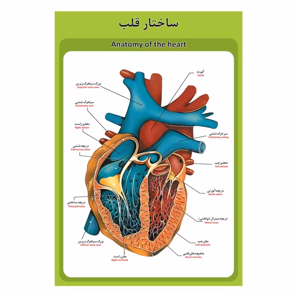 پوستر آموزشی ساختار آناتومی قلب
