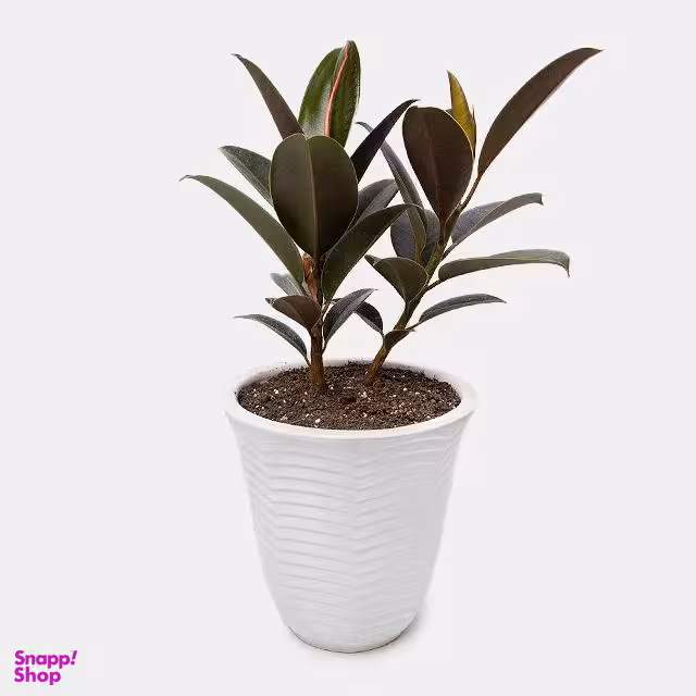 گل طبیعی فیکوس میناتوری رنگ سفید