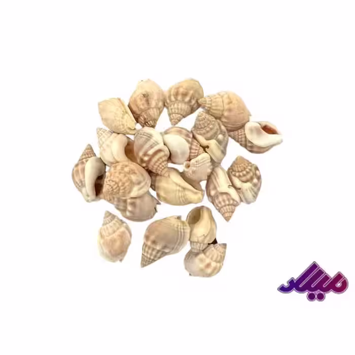 صدف کد 1170058
