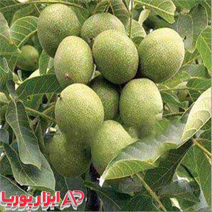 نهال گردو پدرو