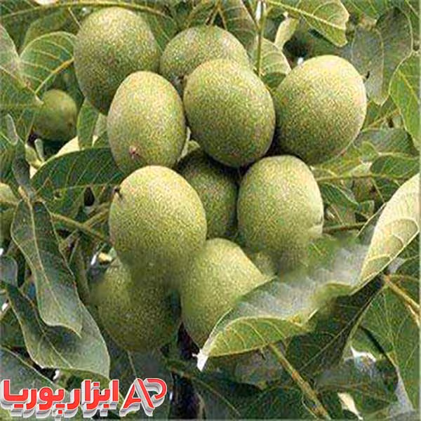 نهال گردو پدرو