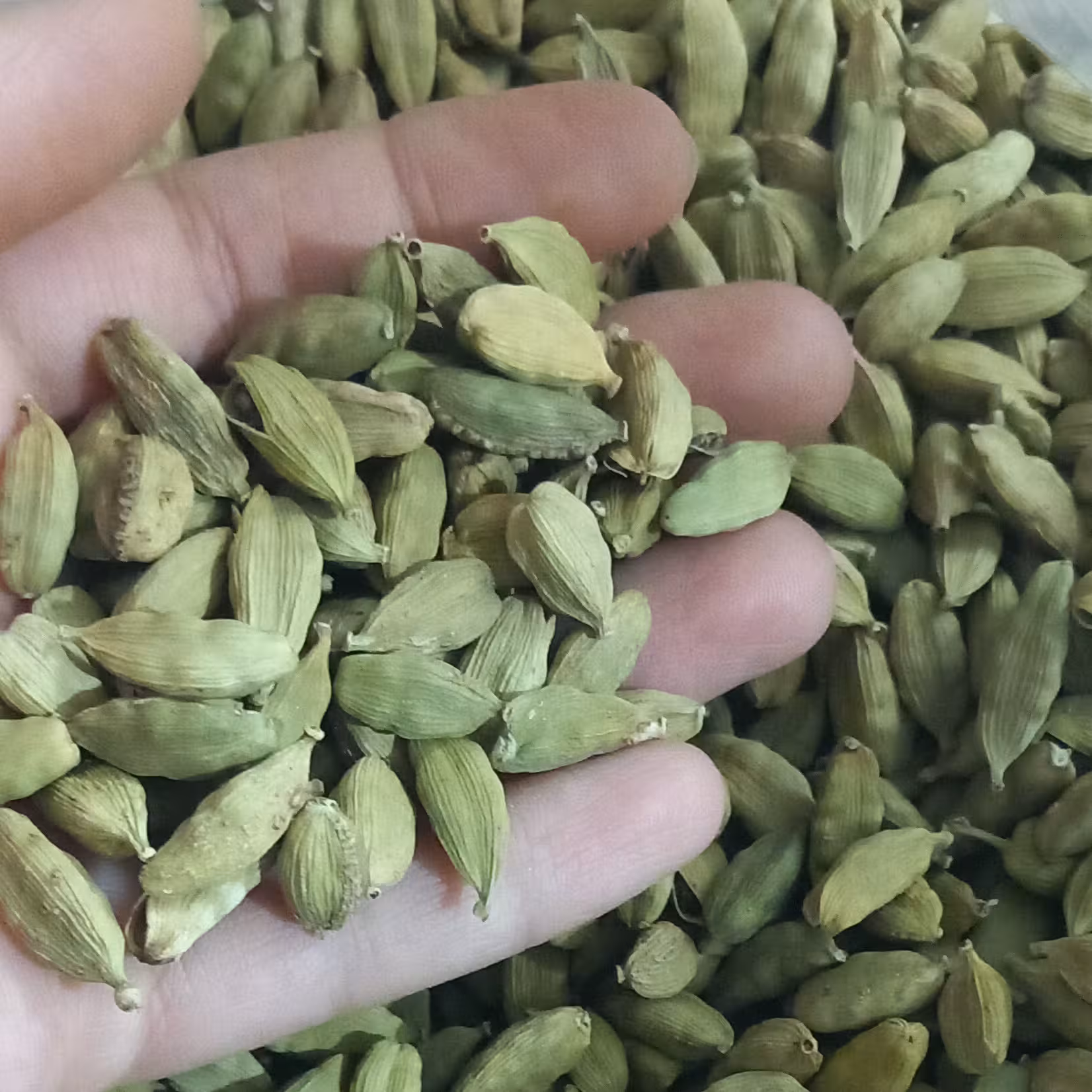 هل سبز درشت و دستچین شده درجه یک(100گرم) 