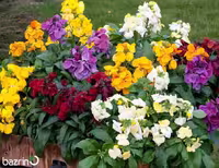 بذر گل شب بو خیری الوان