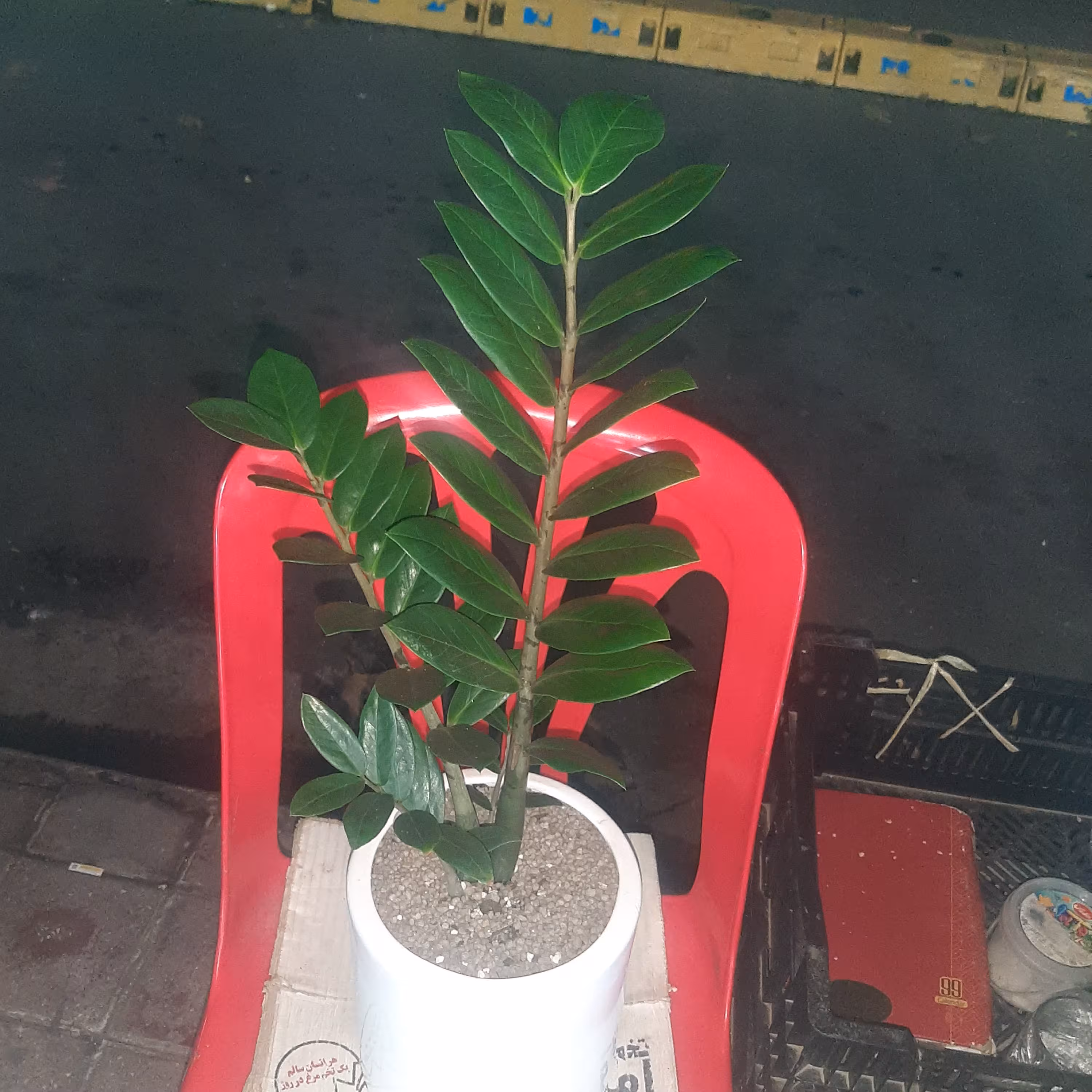 زامیفولیا با گلدان سرامیک
